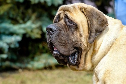 14. Chó ngao Anh (550 PSI). Tính tình ôn hòa bình tĩnh, chan hòa thân thiện là vậy nhưng bọn chó ngao vẫn có đầy đủ bản năng của một loài thú ăn thịt. Đặc biệt, hàm răng của chúng có thể cắn gãy một cành cây hay cả xương người.