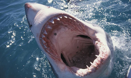 1. Cá mập trắng: lực cắn 4.000 PSI (pound/inch vuông). Năm 2008, một nhóm nhà khoa học ở Úc đã thực hiện mô phỏng máy tính về lực cắn của cá mập trắng dựa trên nhiều ảnh X-quang hộp sọ của chúng.