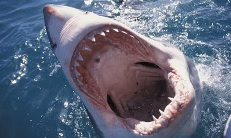 1. Cá mập trắng: lực cắn 4.000 PSI (pound/inch vuông). Năm 2008, một nhóm nhà khoa học ở Úc đã thực hiện mô phỏng máy tính về lực cắn của cá mập trắng dựa trên nhiều ảnh X-quang hộp sọ của chúng.