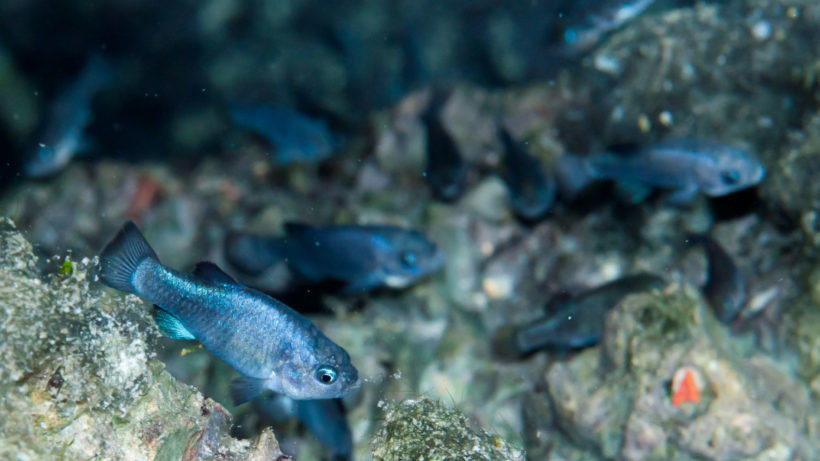 Loài cá này chỉ sinh sống ở Hố Quỷ, một hang động ngập nước trên sườn đồi, sâu hơn 152 m, nằm trong Ash Meadows (khu trú ẩn dành cho động vật hoang dã chứa hệ thống nước ngầm khổng lồ dưới lòng đất).