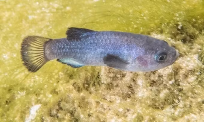 Theo nhà sinh vật học Bradon Senger, người đã tiến hành đếm số lượng cá sóc tại Hố Quỷ kể từ năm 2014, cho biết: "Tôi chưa bao giờ thấy quần thể mạnh như thế này trước đây. Cá sóc ở đây có nhiều loại kích thước. Chúng tôi đã đếm được nhiều cá hơn so với tổng số cá ở các lần đếm trước".