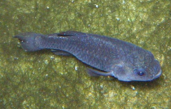 Giới chuyên gia vẫn chưa tìm ra nguyên nhân dù tiến hành nhiều nghiên cứu về thành phần hóa học nước và di truyền học. Cơ quan Cá và Động vật hoang dã Mỹ đã lựa chọn khu vực rộng gần 8.500 hecta làm môi trường sống thiết yếu cho kế hoạch phục hồi loài vật vào những năm 1980.