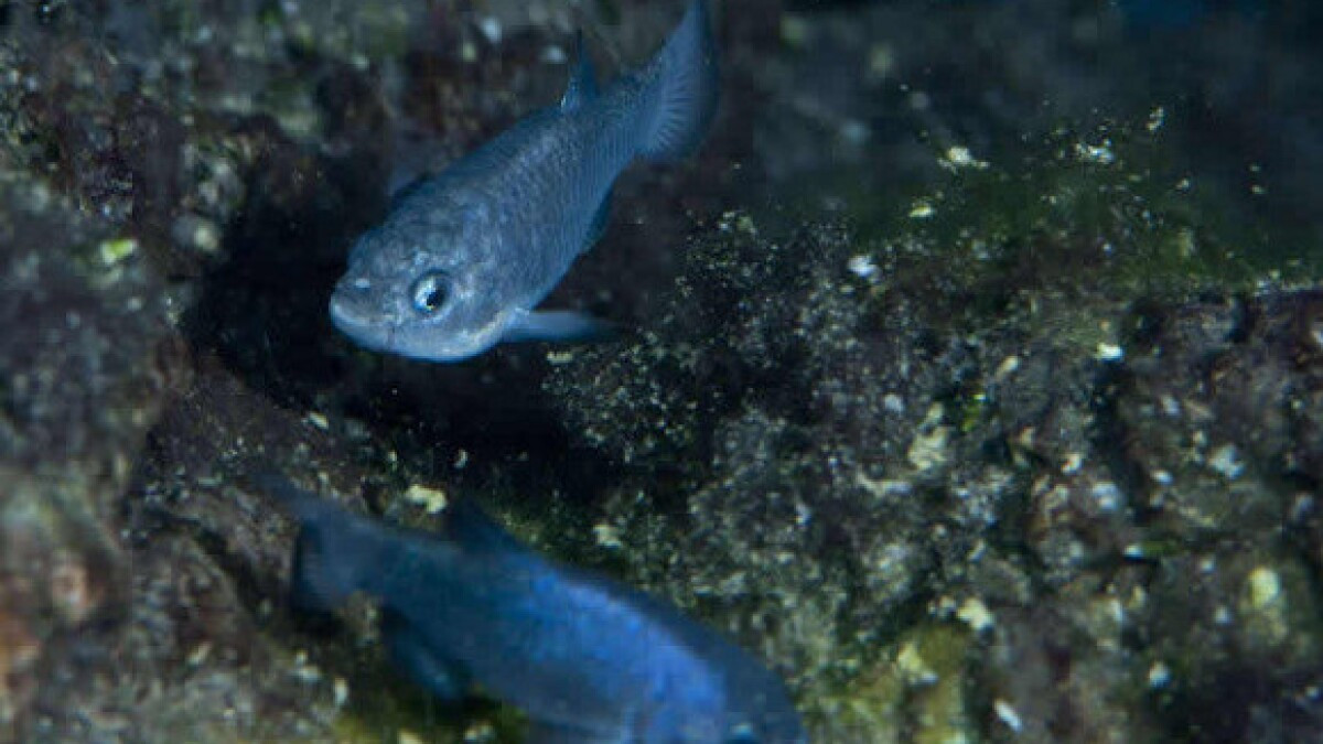 Một trận động đất xảy ra đã vô tình hé lộ vị trí ẩn nấp của loài cá cô độc nhất thế giới ở bang Nevada, Mỹ. Đó là cá sóc Hố Quỷ.