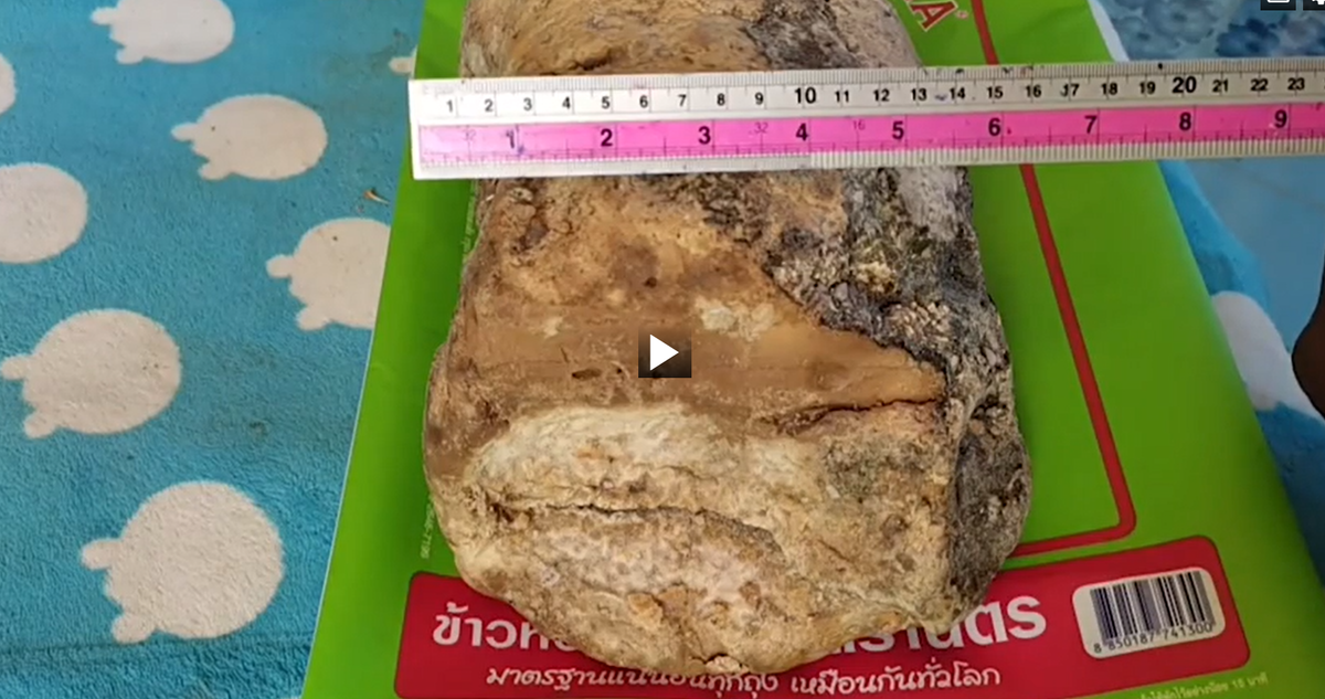 Nghi ngờ đó là một khối long diên hương, chất nôn quý hiếm của cá nhà táng, ông mang nó về nhà với hy vọng kiếm được số tiền lớn.