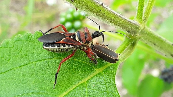 Hình thức tiêu hóa này được gọi là tiêu hóa ngoài miệng - một khả năng phân hủy thức ăn trước khi thực sự ăn chúng.