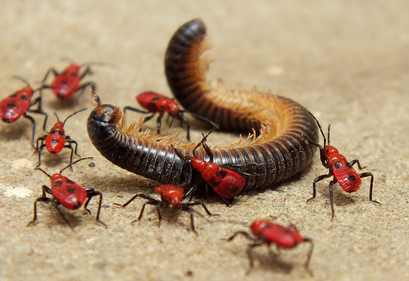 Chân của chúng được phủ một lớp chất dính để bẫy thức ăn. Sau khi tóm được con mồi, chúng sẽ dùng đến nọc độc.