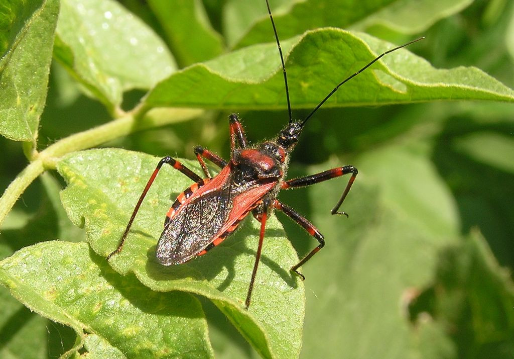 Thứ nhọn hoắt nép bên dưới nồng ngực của bọ sát thủ chính là chiếc vòi - vũ khí chết chóc của nó. Khi ở trạng thái nghỉ ngơi vòi sẽ gập vào trong hướng về phía cơ thể nó. Nhưng khi ở trạng thái tấn công, vòi sẽ mở rộng và nhanh chóng hóa lỏng bất kỳ con mồi nào.