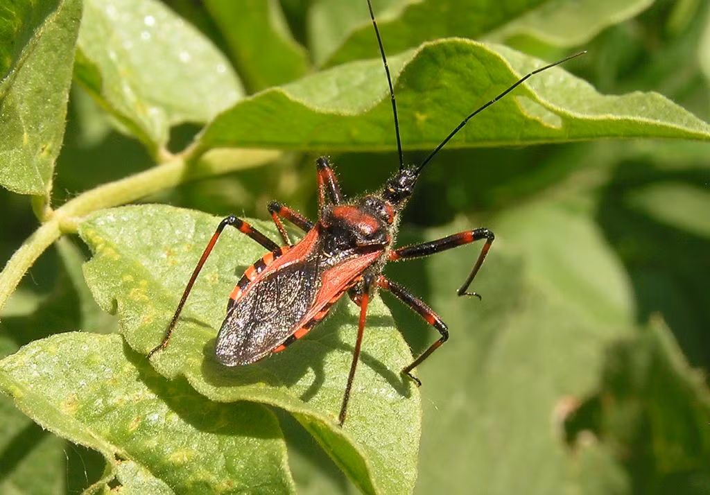 Thứ nhọn hoắt nép bên dưới nồng ngực của bọ sát thủ chính là chiếc vòi - vũ khí chết chóc của nó. Khi ở trạng thái nghỉ ngơi vòi sẽ gập vào trong hướng về phía cơ thể nó. Nhưng khi ở trạng thái tấn công, vòi sẽ mở rộng và nhanh chóng hóa lỏng bất kỳ con mồi nào.