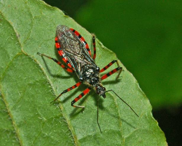 Bọ sát thủ sử dụng vòi để tiêm các enzim có thể hòa tan bên trong cơ thể con mồi, biến chúng thành dạng chất lỏng dễ dàng tiêu hóa. Sau đó vòi được sử dụng giống như một chiếc ống hút để hút thức ăn mới hóa lỏng.