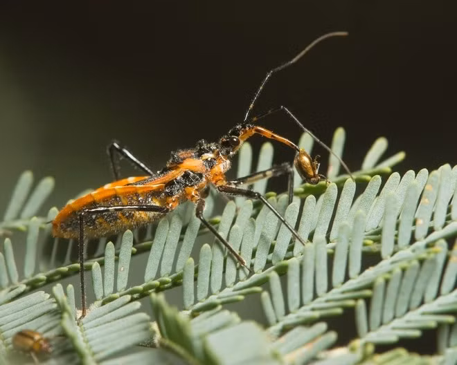Nhưng trong số đó có một ngoại lệ là Triatominae hay bọ xít hút máu. Chúng được xếp vào nhóm sinh vật ngoại ký sinh. Bọ xít hút máu sống trên da của vật chủ, lấy chất dinh dưỡng thông qua việc hút máu như một con đỉa.