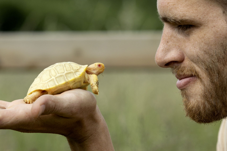 Sở thú Tropiquarium đã đưa rùa bạch tạng vào khu vực mà du khách có thể chiêm ngưỡng. Chú rùa nhỏ có đôi mắt màu đỏ hồng và phần mai trắng vàng, là linh vật mới của Thụy Sĩ. Giới tính rùa con vẫn chưa được xác định.