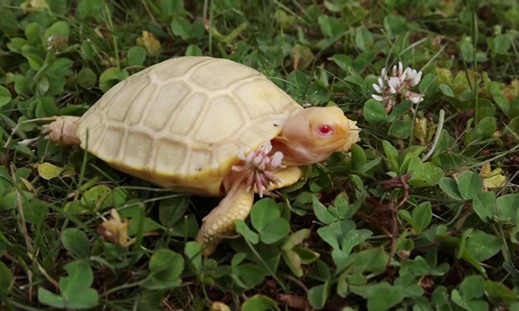  Rùa bạch tạng mới nở sau gần 4 tháng rùa mẹ đẻ 5 quả trứng vào ngày 11/2. Theo sở thú, loài này có tỷ lệ sinh sản thành công thấp, hiện tại họ vẫn đang chờ đợi những quả trứng còn lại nở.