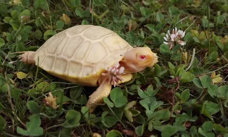  Rùa bạch tạng mới nở sau gần 4 tháng rùa mẹ đẻ 5 quả trứng vào ngày 11/2. Theo sở thú, loài này có tỷ lệ sinh sản thành công thấp, hiện tại họ vẫn đang chờ đợi những quả trứng còn lại nở.