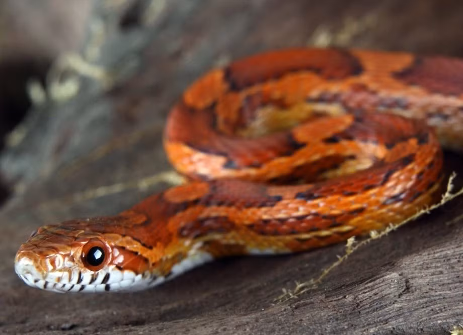 10. Rắn ngô. Rắn ngô rất thân thiện và cũng rất dễ chăm sóc nên chúng là được xem một trong những loài rắn cưng được yêu thích nhất. Vẻ ngoài là sự pha trộn giữa các mảng màu hơi đỏ và màu đỏ trên nền sáng. Vảy trông như hạt cườm khiến loài rắn này trông giống như hạt ngô nên mới có tên là rắn ngô.