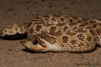 Chúng sử dụng mũi như một chiếc xẻng để đào bới đất. Rắn mũi hếch là loài rắn rất ngoan ngoãn và thân thiện, là lựa chọn hoàn hảo cho những người mới bắt đầu.