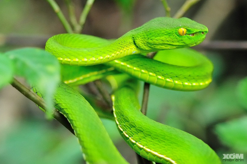 Là một loài rắn thân thiện nên chúng được khuyến khích để trở thành thú cưng đầu tiên của những người muốn có kinh nghiệm nuôi rắn cảnh hay bò sát.