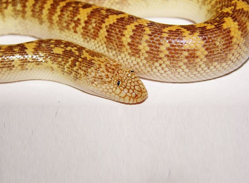 7. Trăn Rosy Boa. Trăn Rosy Boa có chiều dài chỉ khoảng 3 feet. Chúng có màu sắc độc đáo với một số biến thể khác nhau. Trăn Rosy Boa rất ngoan ngoãn và dễ gần. Chúng có nguồn gốc từ Hoa Kỳ ở các bang phía tây nam của California và Arizona.