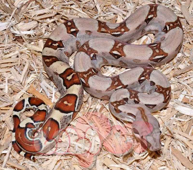 6. Trăn đuôi đỏ. Trăn đuôi đỏ là loài trăn không có nọc độc nên một số người đã dùng chúng làm thú cưng. Với tính cách thân thiện và dễ dàng hòa nhập, chúng cũng là một loài trăn tuyệt vời cho những người mới bắt đầu.