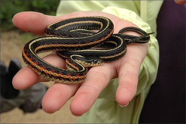 4. Rắn Garter. Rắn Garter là một trong những loài rắn phổ biến nhất ở Bắc Mỹ. Rắn Garter có các sọc dọc theo chiều dài của cơ thể và có nhiều màu sắc khác nhau. Đây là loài rắn có kích thước từ nhỏ đến trung bình, có thể dài tới 2-3 feet.