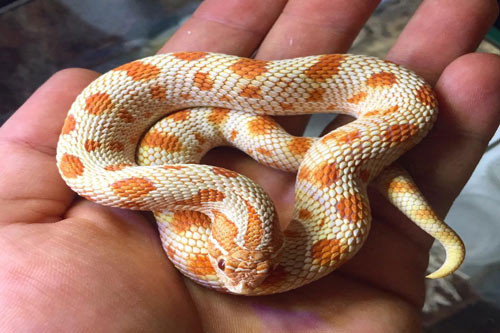 3. Rắn mũi hếch. Rắn Mũi Hếch Western Hognose là một loài rắn có nguồn gốc từ Bắc Mỹ. Những con rắn này có chiếc mũi hếch khiến chúng khác biệt với các loài rắn cưng khác.