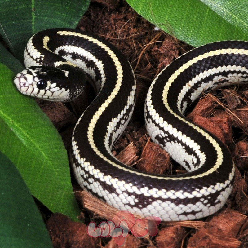 5. Rắn vua California Kingsnake. Rắn vua California kingnake là một trong những loài rắn thân thiện nhất. Chúng có tính cách điềm tĩnh và dễ dàng thuần hóa.