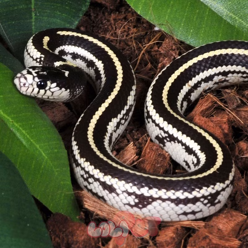 5. Rắn vua California Kingsnake. Rắn vua California kingnake là một trong những loài rắn thân thiện nhất. Chúng có tính cách điềm tĩnh và dễ dàng thuần hóa.