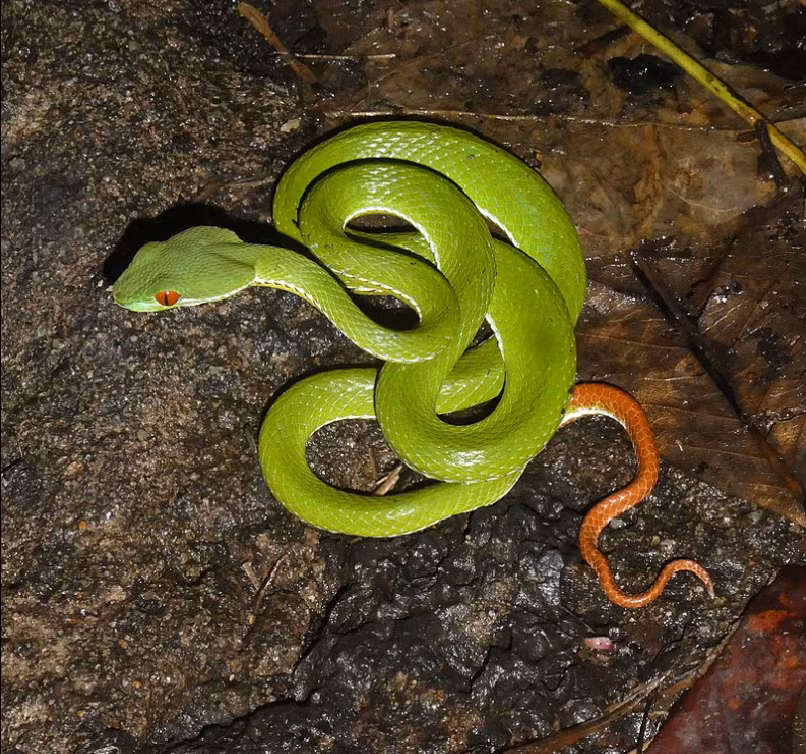 1. Rắn lục thô. Chúng là những con rắn nhỏ có màu xanh lục sáng. Rắn lục thô có thân hình mảnh mai, trung bình từ 10 đến 20 inch, đôi mắt to đen, tính cách nhút nhát và khá rụt rè.
