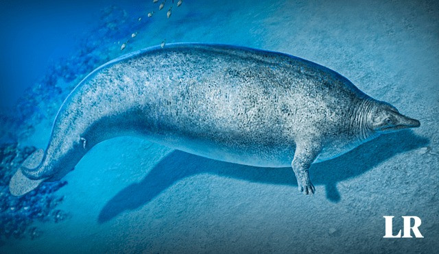 Dựa vào số lượng xương hạn chế được khai quật, nhóm nghiên cứu chỉ có thể ước tính kích thước thực sự của P. colossus. Tuy nhiên, những mẫu xương này rất đặc biệt và nặng nề.