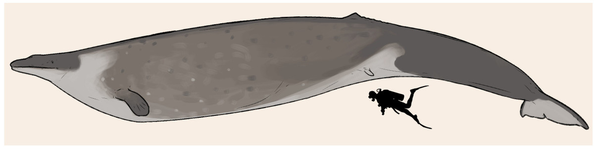 Phát hiện này cho thấy loài này đã đạt đỉnh khối lượng cơ thể sớm hơn 30 triệu năm so với những ước tính trước đây.