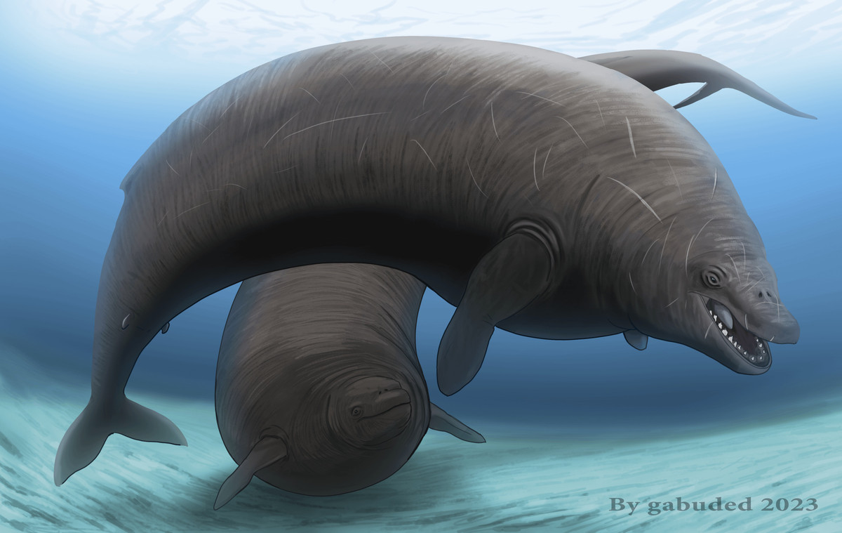 Trong vòng 30 năm qua, các nhà cổ sinh vật học đã tìm thấy một phần bộ xương của loài động vật biển có vú khổng lồ này tại tỉnh Ica, phía nam Peru. Họ đã khai quật được 13 đốt xương sống, 4 xương sườn và một xương hông.