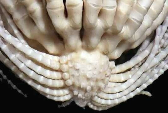 Ngoài Promachocrinus fragarius, nhóm nhà nghiên cứu cũng ghi nhận thêm 3 loài sao lông vũ Nam Cực mới trong quá trình nghiên cứu.