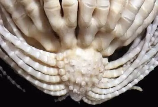 Ngoài Promachocrinus fragarius, nhóm nhà nghiên cứu cũng ghi nhận thêm 3 loài sao lông vũ Nam Cực mới trong quá trình nghiên cứu.