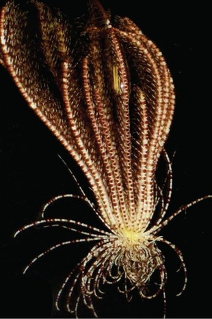 Trong quá trình nghiên cứu, nhóm nhà nghiên cứu đã thu thập 8 cá thể sao lông vũ có hình dạng cơ thể độc đáo. Từ đó họ đã phát hiện ra một loài mới mang tên Promachocrinus fragarius, được gọi là "sao lông vũ dâu tây Nam Cực".