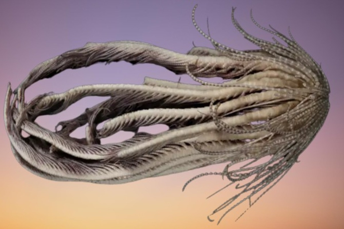 Hình dạng của nó giống như một hình tam giác với phần trên rộng hơn và thuôn nhọn, còn phần dưới tròn tròn.