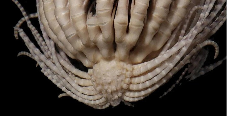 Dù cùng thuộc loại động vật biển không xương sống, sao lông vũ khác biệt hoàn toàn so với sao biển.