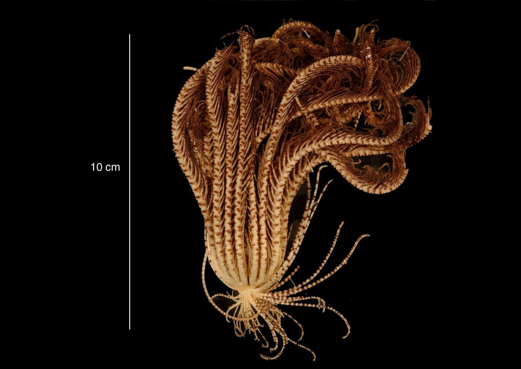 Họ đã đặt tên loài này theo tiếng Latin có nghĩa là "dâu tây" (strawberry), thể hiện hình dáng cơ thể giống quả dâu tây. Chúng được tìm thấy trải rộng khắp Nam Đại Dương, từ độ sâu khoảng 65m đến 1,2km.