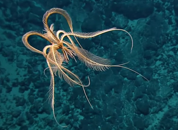 Mặc dù không cung cấp thông tin về kích thước tổng thể của con vật, các nhà nghiên cứu đã sử dụng hình dạng cơ thể và phân tích DNA để xác định rằng đây là một loài mới hoàn toàn.