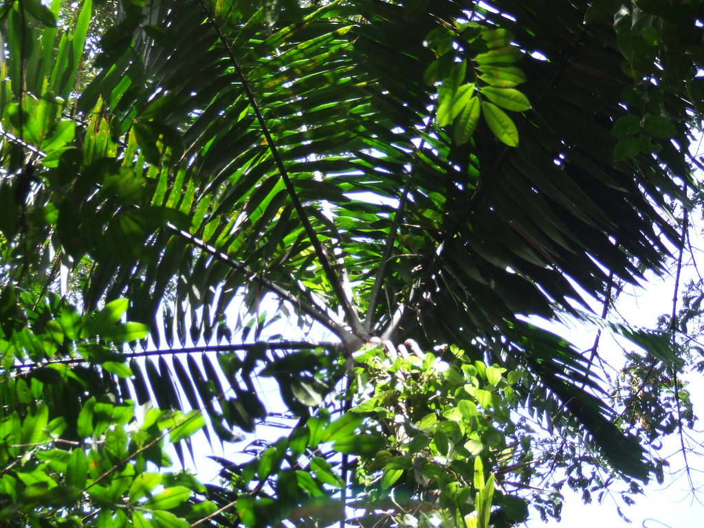 Một vài rễ già ở cây có thể chết đi, tuy nhiên thân cây vẫn vững chắc tại vị trí ban đầu. Kết luận này được nhấn mạnh thêm bởi thực tế là, nếu bạn tìm kiếm nhanh, bạn sẽ không tìm thấy bất kỳ video tua nhanh thời gian nào cho thấy một trong những cái cây này thực sự đang "đi bộ".