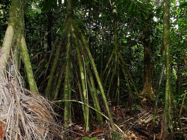 Một số cho rằng chúng giúp cho cây vững chắc hơn, một số khác cho rằng chúng giúp cây mọc cao hơn mà không tăng đường kính thân cây. Những giả thuyết này đến nay vẫn chưa được chứng minh rõ ràng.