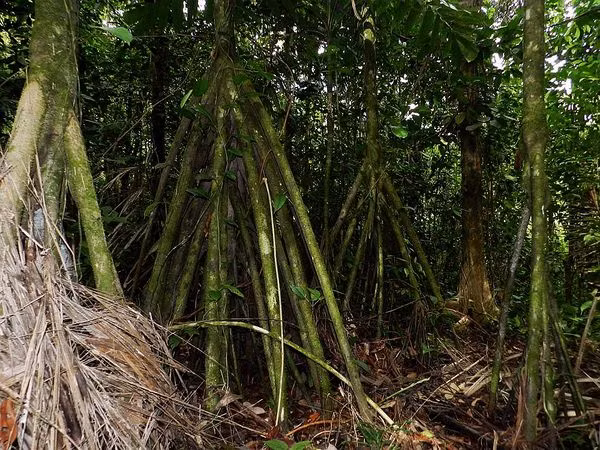 Một số cho rằng chúng giúp cho cây vững chắc hơn, một số khác cho rằng chúng giúp cây mọc cao hơn mà không tăng đường kính thân cây. Những giả thuyết này đến nay vẫn chưa được chứng minh rõ ràng.