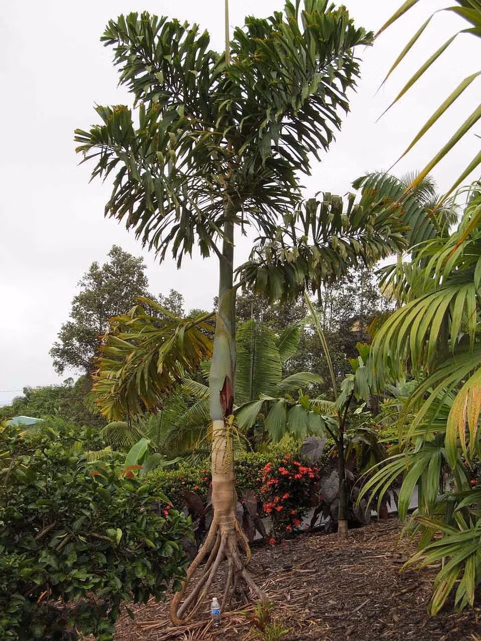 Theo người dân địa phương, sở dĩ người ta đặt cho cây cái tên “cây đi bộ” bởi chúng có thể di chuyển từ nơi bóng râm ra ánh sáng mặt trời bằng cách cắm rễ mới theo hướng nó muốn di chuyển, còn các rễ già sẽ từ từ bật lên, khô lại và mục đi.