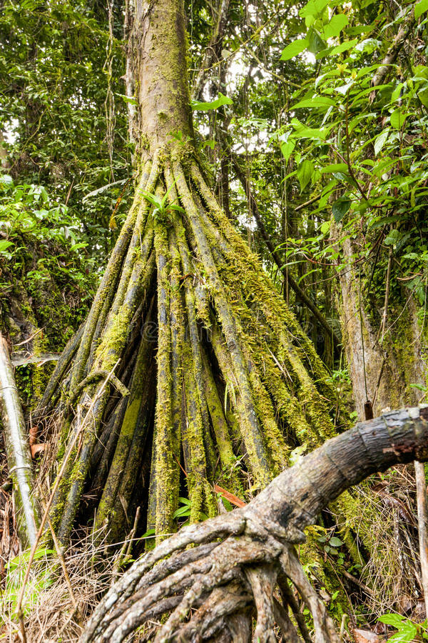 Peter Vrsansky, nhà cổ sinh vật học từ Học viện Khoa học Slovakia, giải thích: "Khi đất xói mòn, cây sẽ mọc ra những rễ mới, dài và tìm đến mặt đất mới vững chắc hơn. Sau đó, khi rễ cây cố định trong đất mới, loài cây này sẽ tự uốn cong về phía rễ mới, rễ cũ từ từ teo dần và chết đi. Toàn bộ quá trình để cây di dời đến một nơi mới có ánh sáng Mặt Trời tốt hơn và nền đất vững chắc hơn có thể mất vài năm".