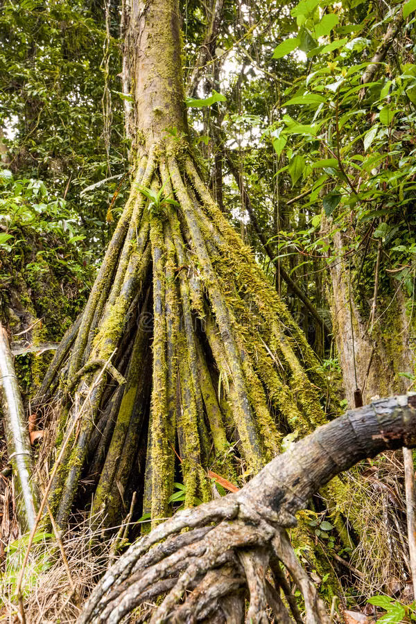 Peter Vrsansky, nhà cổ sinh vật học từ Học viện Khoa học Slovakia, giải thích: "Khi đất xói mòn, cây sẽ mọc ra những rễ mới, dài và tìm đến mặt đất mới vững chắc hơn. Sau đó, khi rễ cây cố định trong đất mới, loài cây này sẽ tự uốn cong về phía rễ mới, rễ cũ từ từ teo dần và chết đi. Toàn bộ quá trình để cây di dời đến một nơi mới có ánh sáng Mặt Trời tốt hơn và nền đất vững chắc hơn có thể mất vài năm".