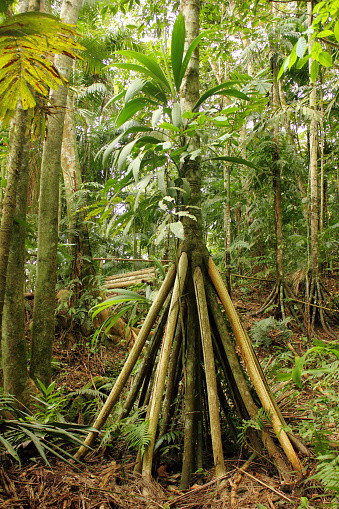 Những cây "đi bộ" ở Ecuador có bộ rễ cao hơn những cây khác, bắt đầu từ gần cuối thân của chúng. Các nhà khoa học chưa rõ về vai trò của những chiếc rễ mọc ra từ thân.
