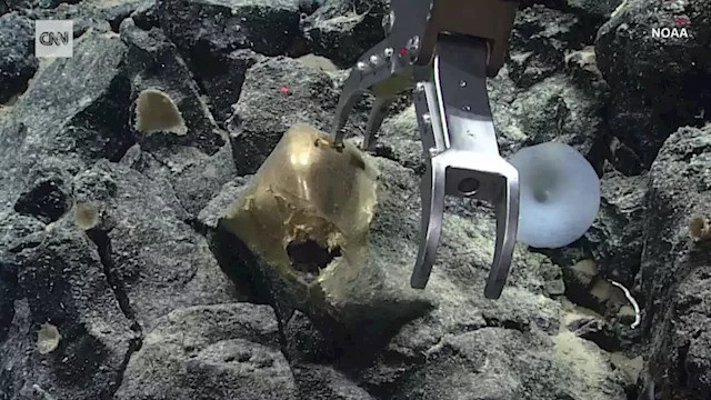 Phát hiện này là một phần trong kế hoạch thăm dò biển sâu đang diễn ra của NOAA ở Alaska. Phát hiện này như một lời nhắc nhở về việc chúng ta biết rất ít về hành tinh của mình, còn bao nhiêu điều để tìm hiểu và khám phá về đại dương rộng lớn.