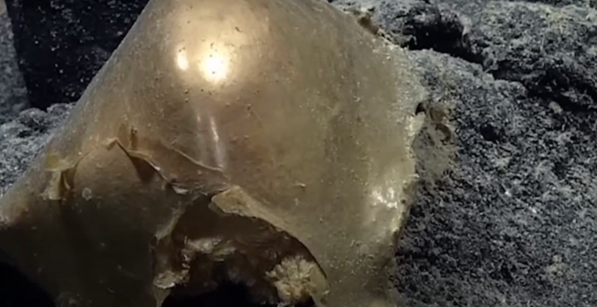 Thông thường, động vật dưới nước đẻ trứng theo ổ. Vì vậy, nếu vật đó là một quả trứng thì đây cũng là một điều bất thường.