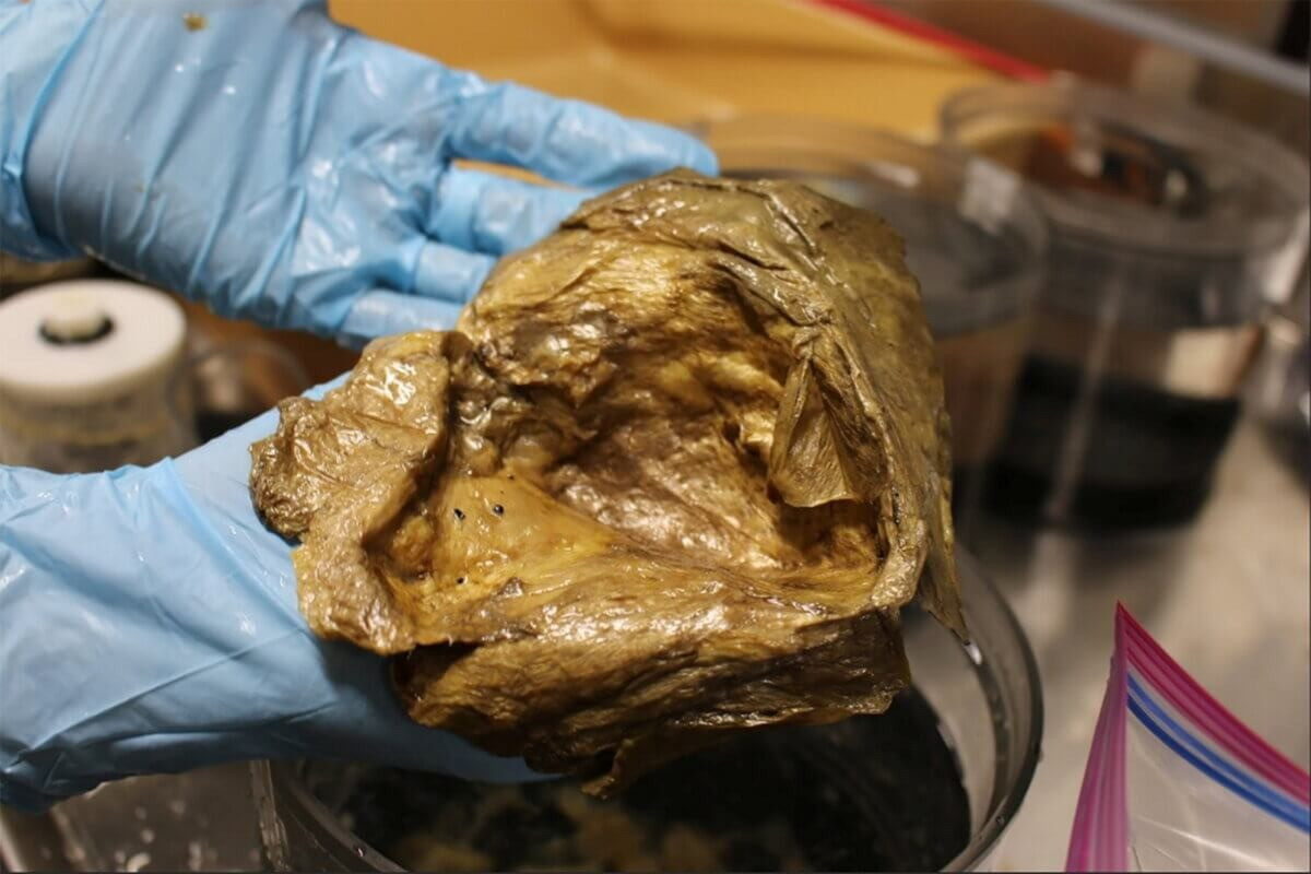 "Nếu đó là một quả trứng, câu hỏi thực sự thú vị là nó là trứng của loài sinh vật nào. Nó khá lớn nên chắc chắn không phải là một quả trứng cá nhỏ".