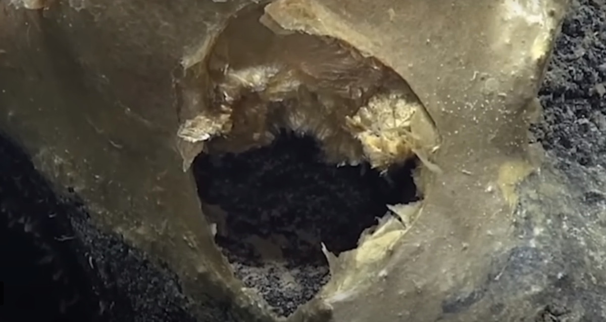 Có rất nhiều điều xảy ra ở sâu dưới đáy đại dương chúng ta vẫn chưa hiểu được. Áp suất nghiền và nhiệt độ đóng băng chỉ là hai yếu tố khiến loài người không thể khám phá rộng rãi. Tuy nhiên, với những phương tiện được điều khiển từ xa đóng vai trò đại diện, đại dương đang dần hé lộ những bí mật của mình, bao gồm cả cách các loài sinh vật biển sâu bí ẩn sinh sản.