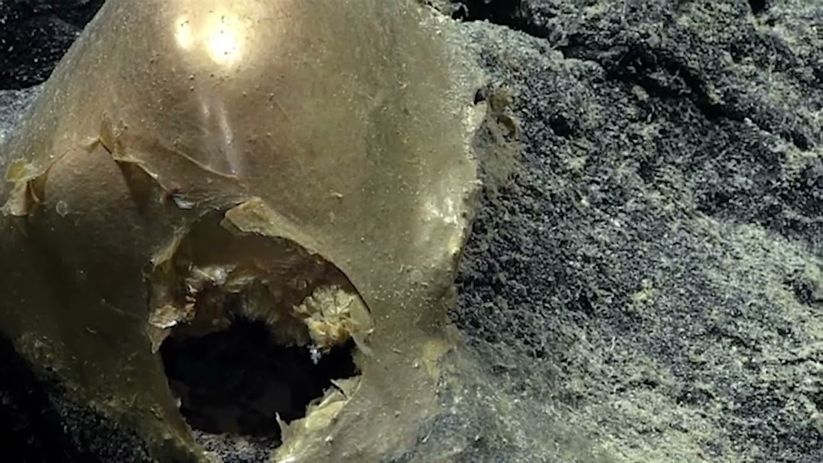 Sử dụng một cánh tay robot, các nhà nghiên cứu nhẹ nhàng chạm vào vật thể, xác định nó khá mềm trước khi thu thập nó bằng lực hút để nghiên cứu thêm. Phân tích DNA sẽ được tiến hành để xác định sinh vật đã tạo ra nó.