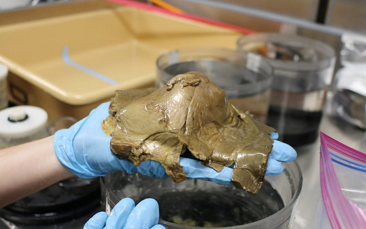 Nó "dính chặt" vào một tảng đá bằng bọt biển màu trắng, có đường kính khoảng 10 cm với một lỗ ở một bên. Hiện các nhà nghiên cứu chưa rõ quả cầu bí ẩn đó là gì. Những dự đoán ban đầu cho biết, đây có thể là vỏ trứng của một loài bí ẩn, bọt biển chết hoặc san hô.